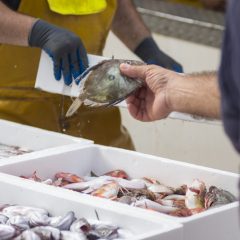 Tienda de pescado fresco Donostia centro